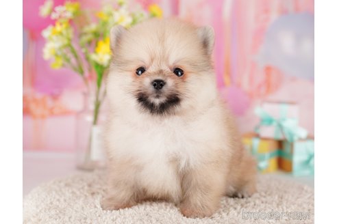 成約済の東京都のポメラニアン-289885の6枚目