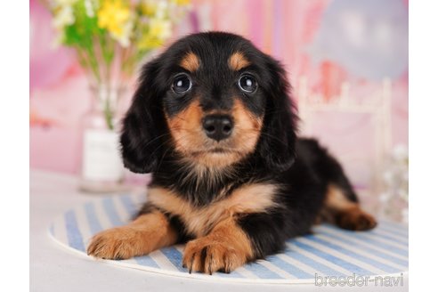 成約済の東京都のミニチュアダックスフンド(ロングヘアード)-289890の1枚目