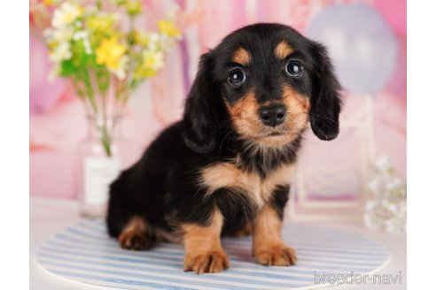 成約済の東京都のミニチュアダックスフンド(ロングヘアード)-289890の3枚目