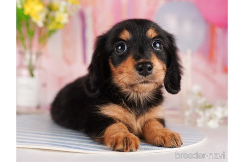 成約済の東京都のミニチュアダックスフンド(ロングヘアード)-289890の2枚目