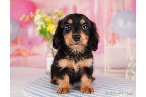 成約済の東京都のミニチュアダックスフンド(ロングヘアード)-289890の4枚目