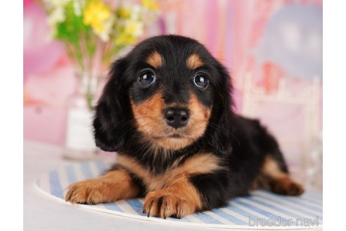 成約済の東京都のミニチュアダックスフンド(ロングヘアード)-289890の5枚目