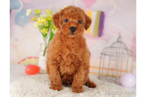 成約済の東京都のトイプードル-289898の5枚目