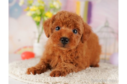 成約済の東京都のトイプードル-289898の1枚目