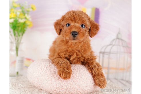 成約済の東京都のトイプードル-289898の3枚目