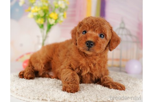 成約済の東京都のトイプードル-289898の2枚目