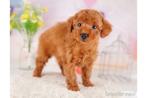 成約済の東京都のトイプードル-289898の4枚目