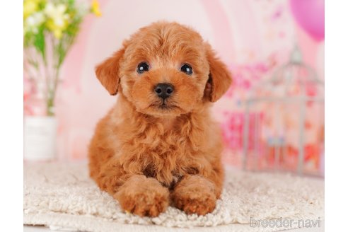 成約済の東京都のトイプードル-289902の2枚目