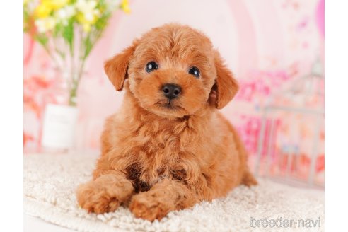 成約済の東京都のトイプードル-289902の1枚目