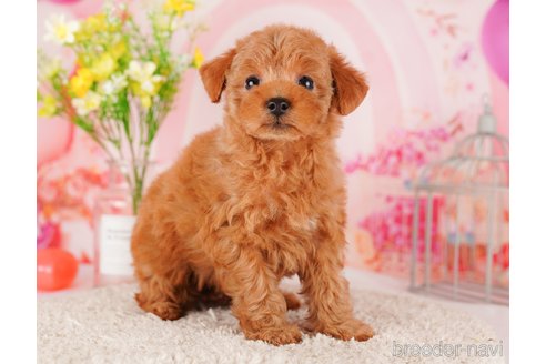 成約済の東京都のトイプードル-289902の4枚目