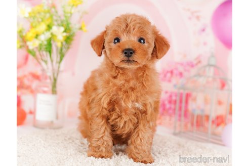 成約済の東京都のトイプードル-289902の3枚目