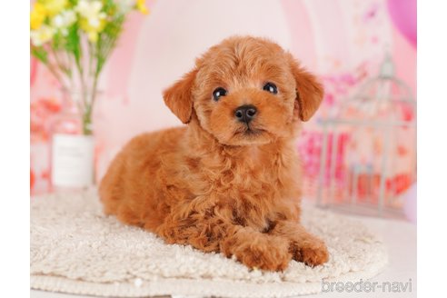 成約済の東京都のトイプードル-289902の5枚目