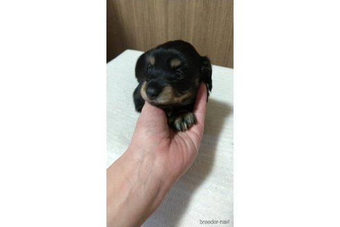 成約済の福岡県のミニチュアダックスフンド(ロングヘアード)-288010の16枚目