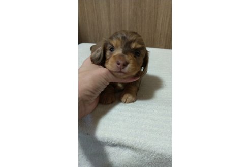 成約済の福岡県のミニチュアダックスフンド(ロングヘアード)-288007の17枚目