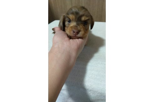 成約済の福岡県のミニチュアダックスフンド(ロングヘアード)-288007の16枚目