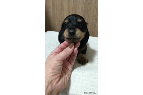 成約済の福岡県のミニチュアダックスフンド(ロングヘアード)-287999の12枚目