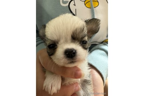 成約済の福岡県のチワワ(ロングコート)-285192の27枚目