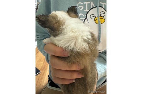 成約済の福岡県のチワワ(ロングコート)-285192の24枚目