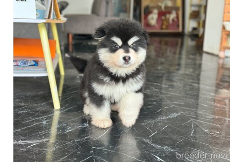 成約済の茨城県のアラスカンマラミュート-284098の4枚目