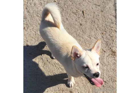 成約済の茨城県のミックス犬-265217の7枚目
