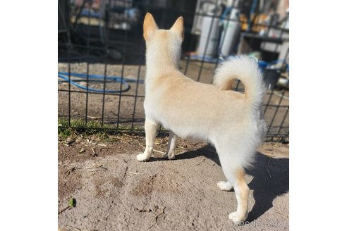成約済の茨城県のミックス犬-265217の6枚目