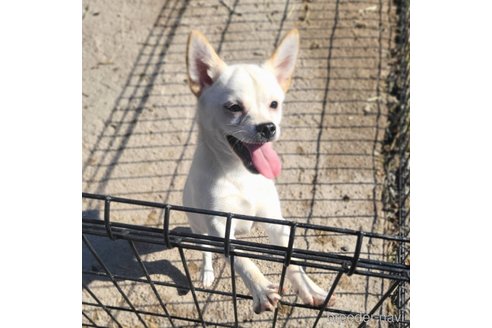 成約済の茨城県のミックス犬-265217の8枚目