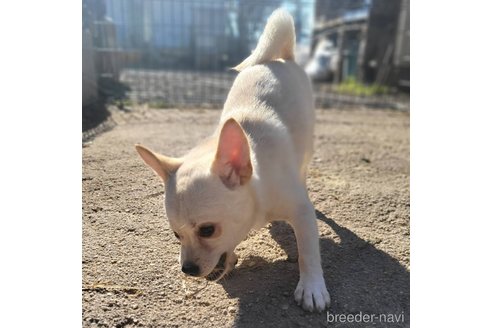 成約済の茨城県のミックス犬-265217の10枚目