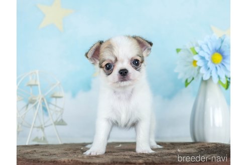 成約済の千葉県のチワワ(ロングコート)-290017の7枚目