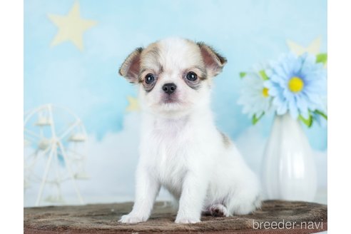 成約済の千葉県のチワワ(ロングコート)-290017の8枚目