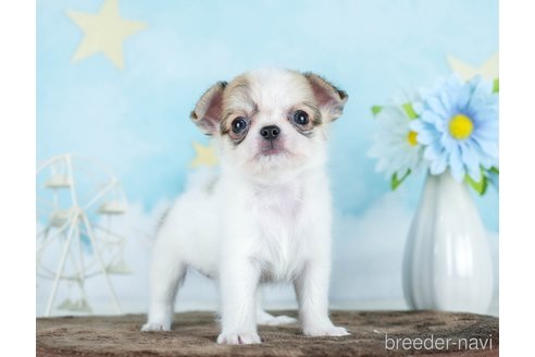 成約済の千葉県のチワワ(ロングコート)-290017の10枚目