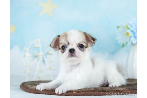 成約済の千葉県のチワワ(ロングコート)-290017の2枚目