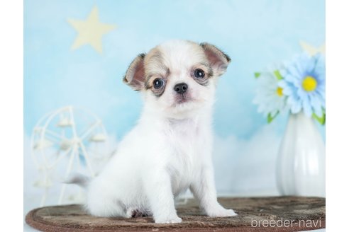 成約済の千葉県のチワワ(ロングコート)-290017の3枚目