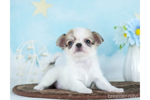 成約済の千葉県のチワワ(ロングコート)-290017の4枚目