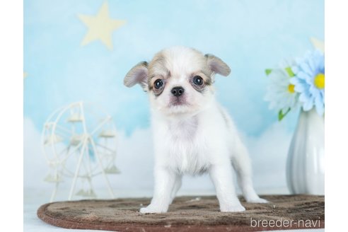 成約済の千葉県のチワワ(ロングコート)-290017の6枚目