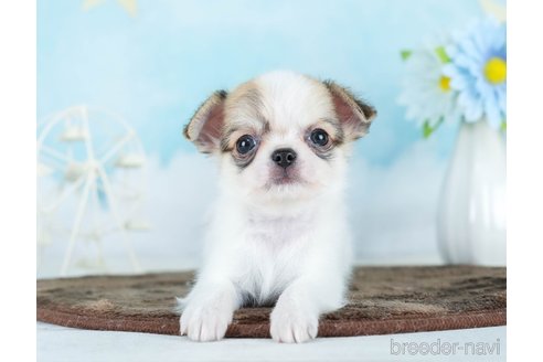 成約済の千葉県のチワワ(ロングコート)-290017の5枚目