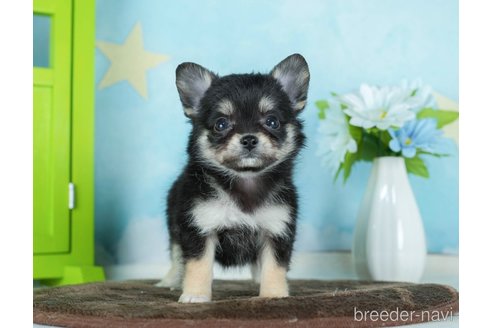 成約済の千葉県のチワワ(ロングコート)-290020の4枚目