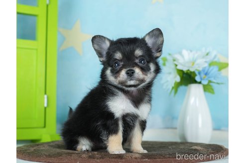 成約済の千葉県のチワワ(ロングコート)-290020の5枚目