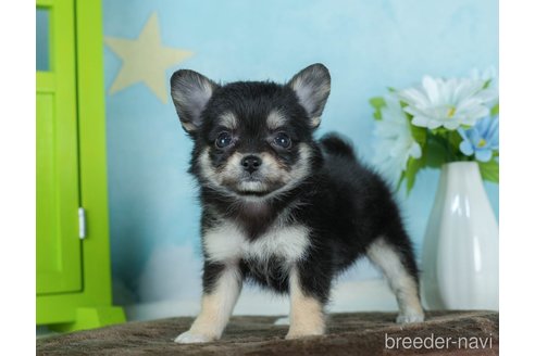 成約済の千葉県のチワワ(ロングコート)-290020の6枚目