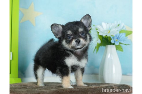 成約済の千葉県のチワワ(ロングコート)-290020の8枚目