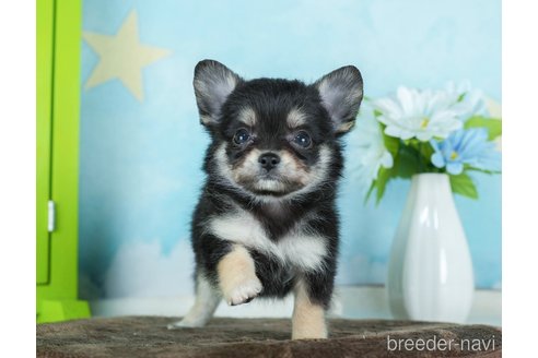 成約済の千葉県のチワワ(ロングコート)-290020の9枚目