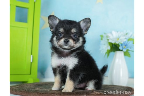 成約済の千葉県のチワワ(ロングコート)-290020の10枚目