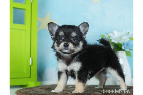 成約済の千葉県のチワワ(ロングコート)-290020の7枚目