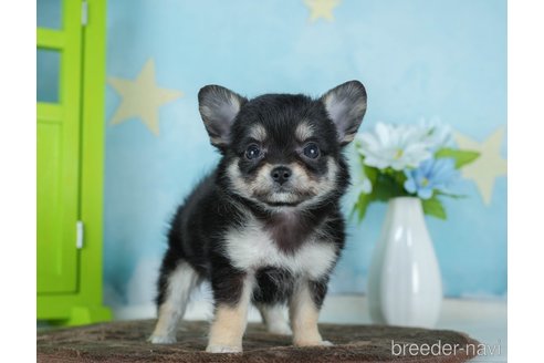 成約済の千葉県のチワワ(ロングコート)-290020の1枚目