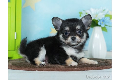 成約済の千葉県のチワワ(ロングコート)-290020の3枚目