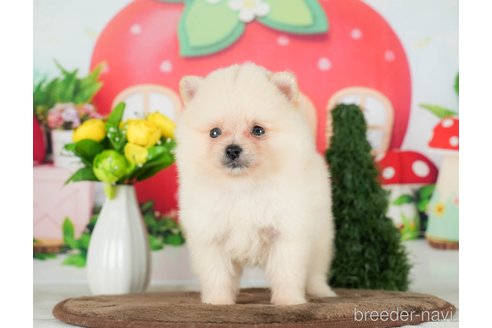 成約済の千葉県のポメラニアン-290024の8枚目