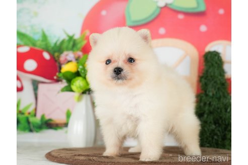 成約済の千葉県のポメラニアン-290024の7枚目