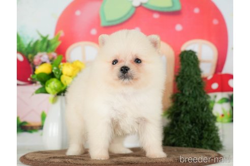 成約済の千葉県のポメラニアン-290024の9枚目