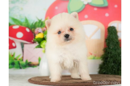 成約済の千葉県のポメラニアン-290024の10枚目