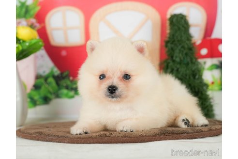 成約済の千葉県のポメラニアン-290024の5枚目