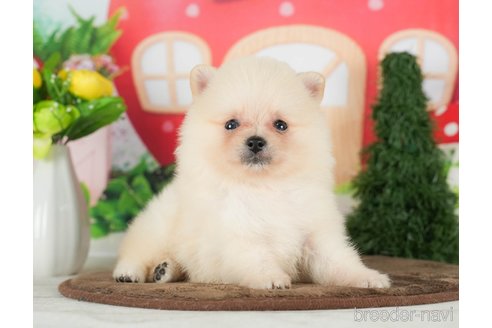 成約済の千葉県のポメラニアン-290024の4枚目